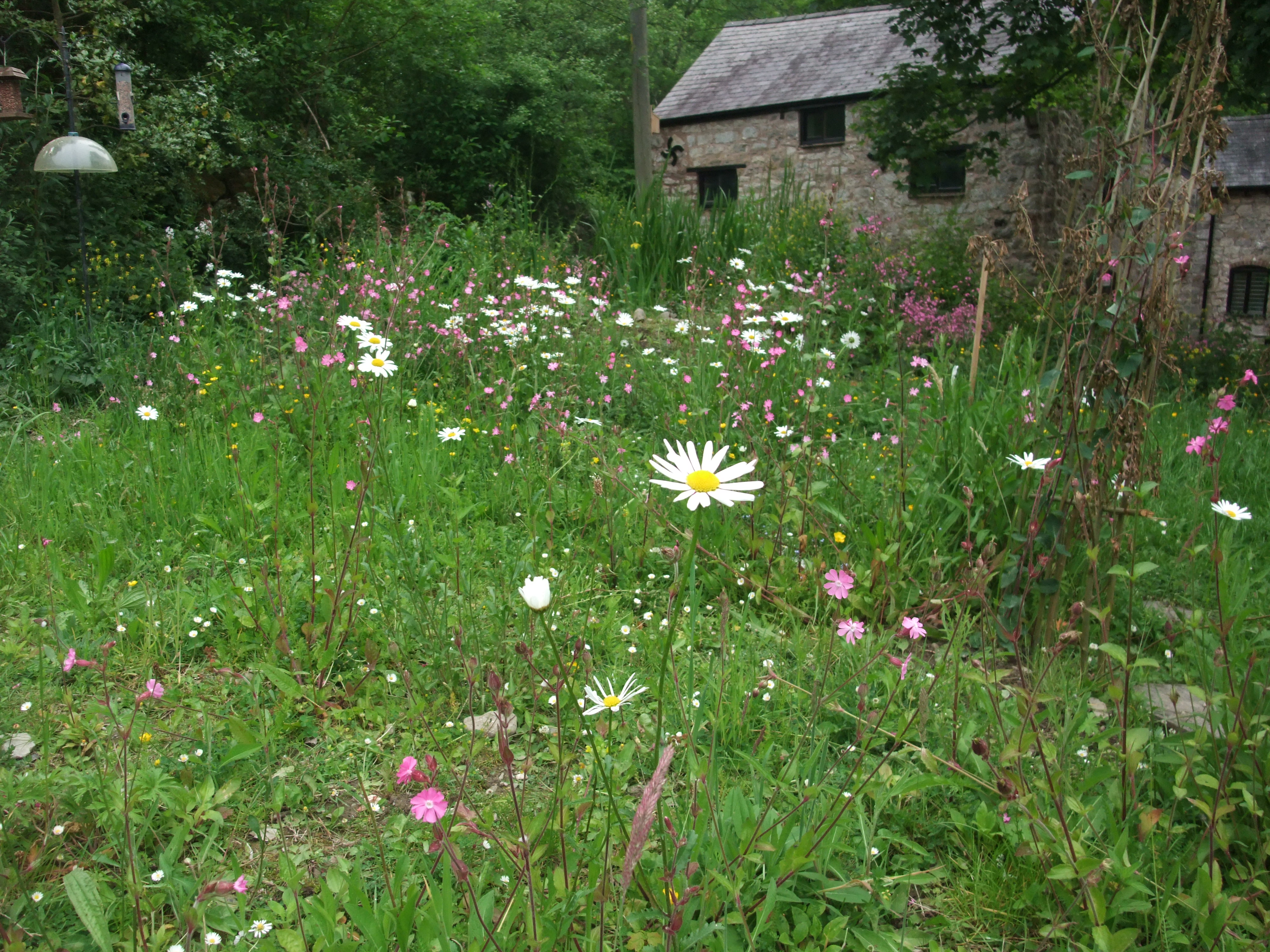 Loggerheads wildlife garden with mill in background